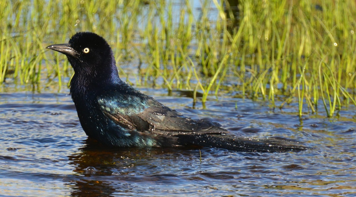 Boat-tailed Grackle - ML619398036
