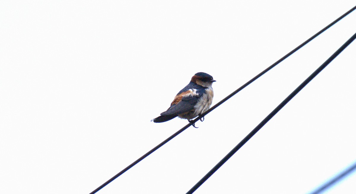 Red-rumped Swallow - ML619398066