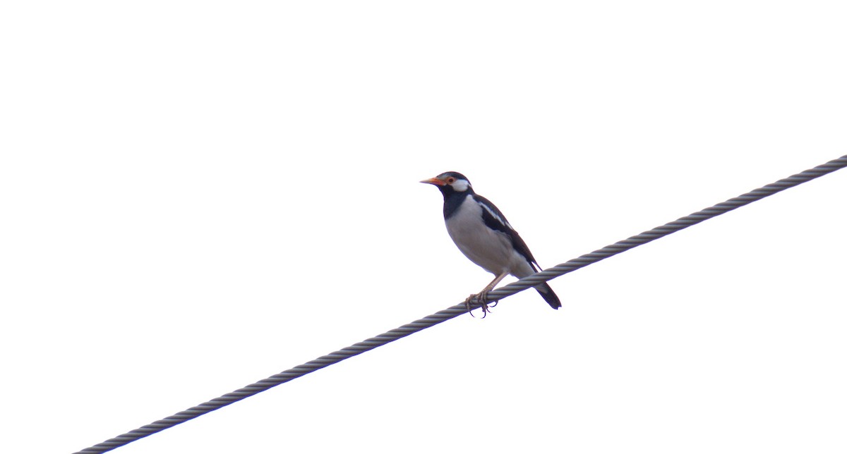 Indian Pied Starling - ML619398071