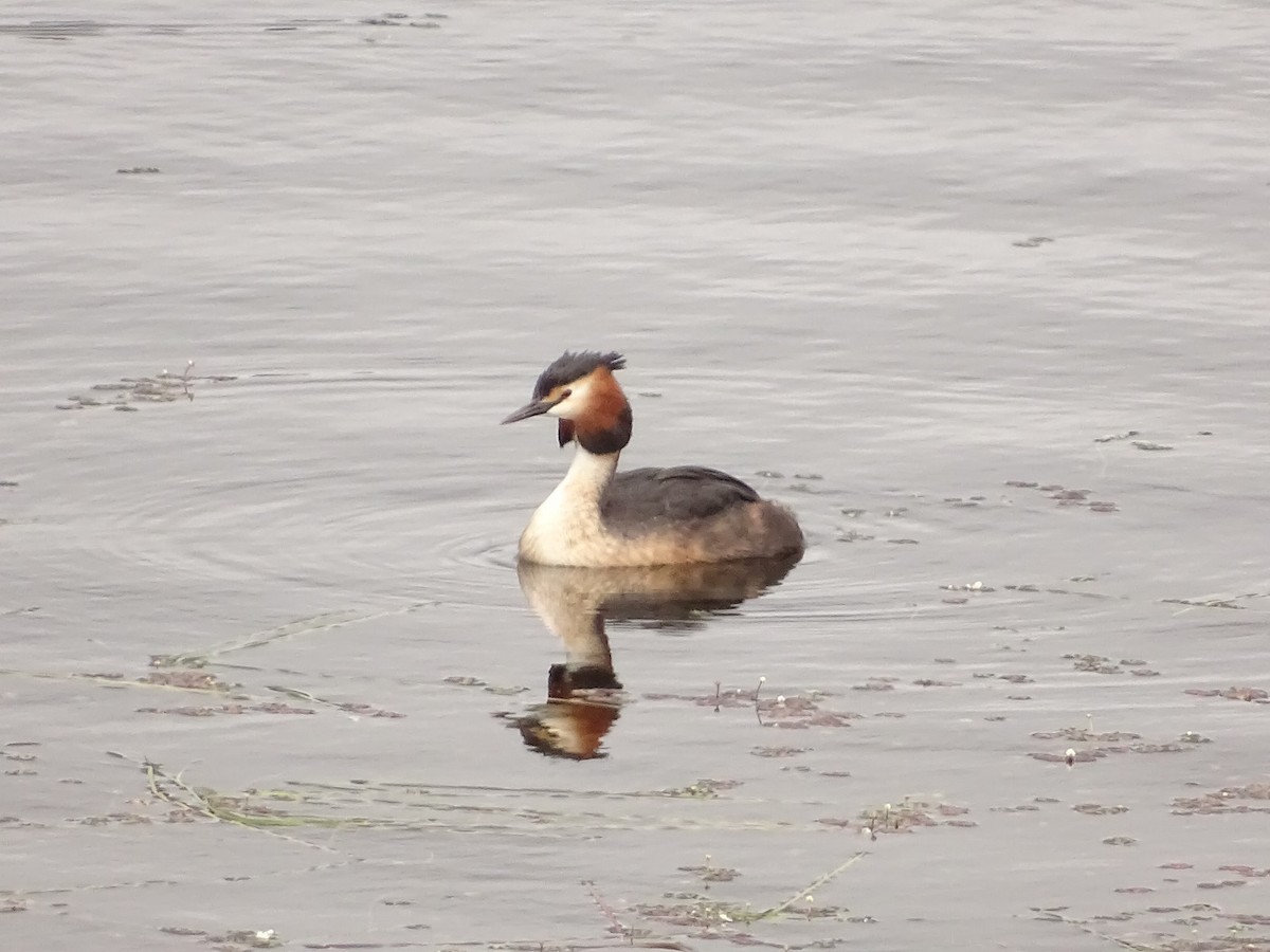 Great Crested Grebe - ML619398079