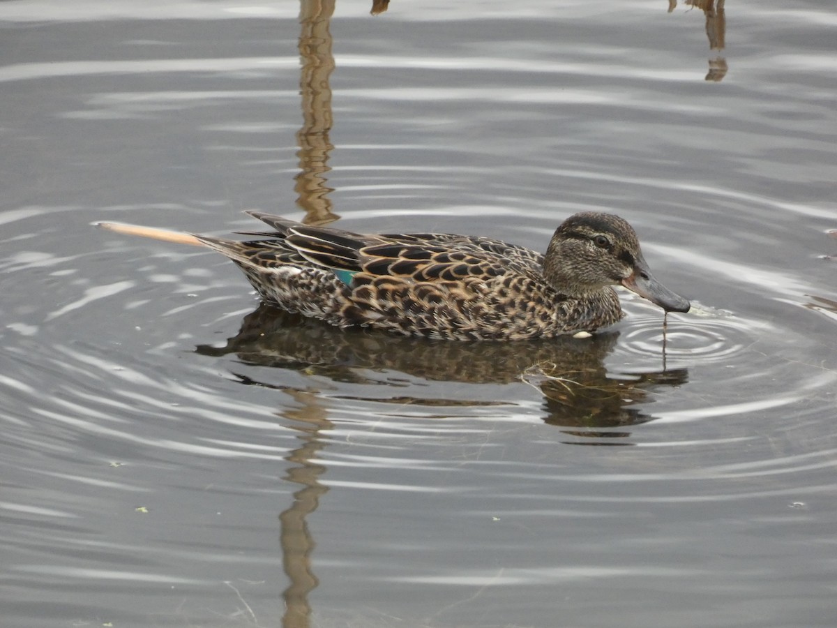 Green-winged Teal - ML619398119