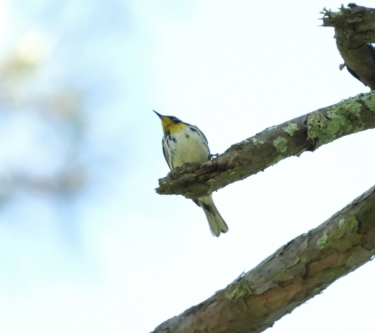 Yellow-throated Warbler - ML619398133