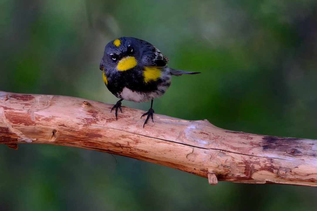 Yellow-rumped Warbler (Audubon's) - ML619398142