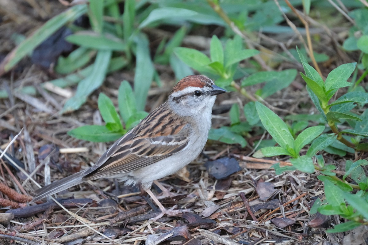 Chipping Sparrow - ML619398145