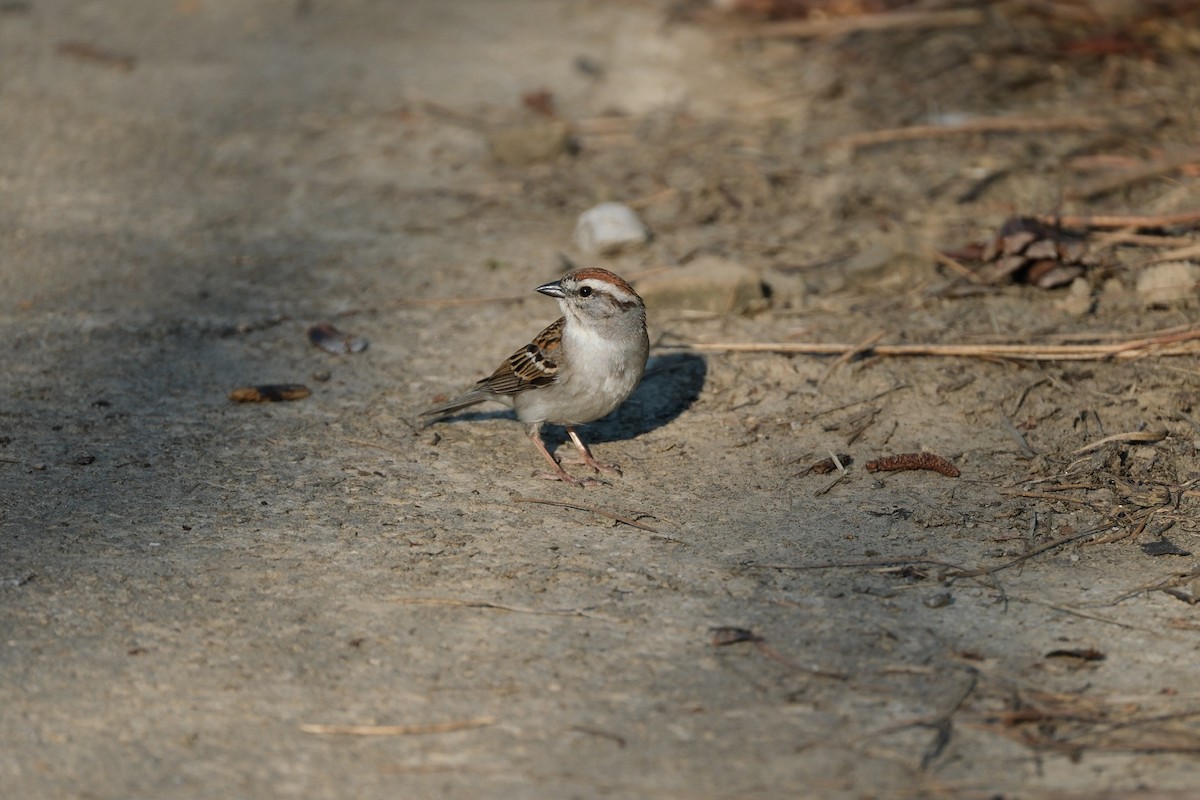 Chipping Sparrow - ML619398148