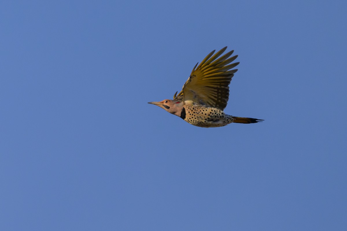 Northern Flicker (Yellow-shafted) - ML619398174