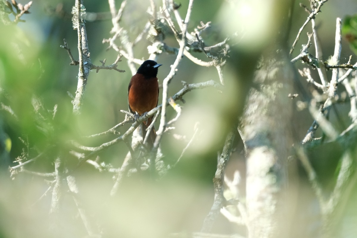 Orchard Oriole - ML619398186