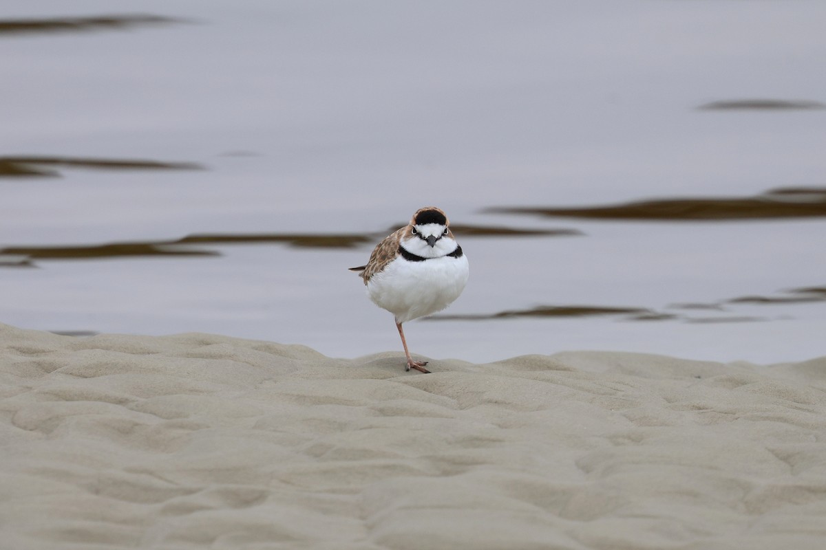 Collared Plover - ML619398191