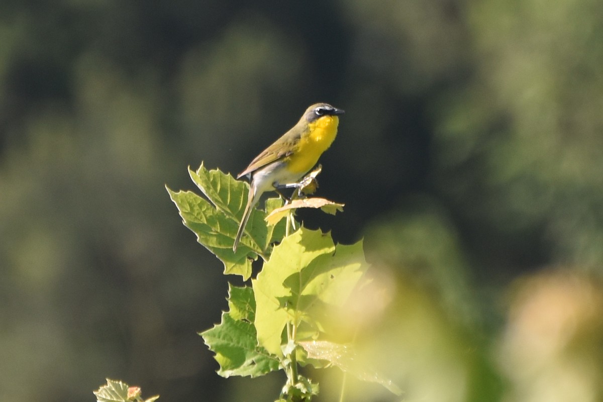 Yellow-breasted Chat - ML619398192