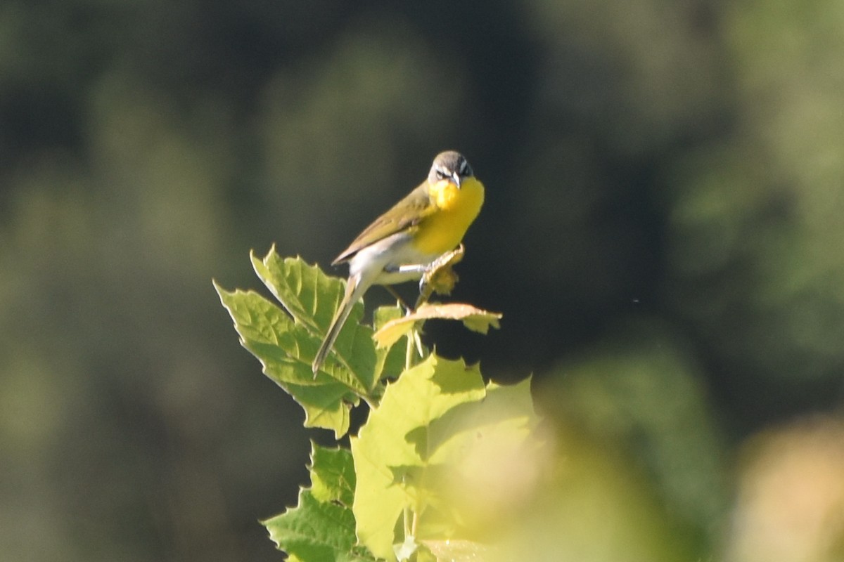 Yellow-breasted Chat - ML619398193
