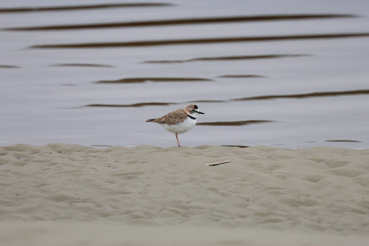 Collared Plover - ML619398194