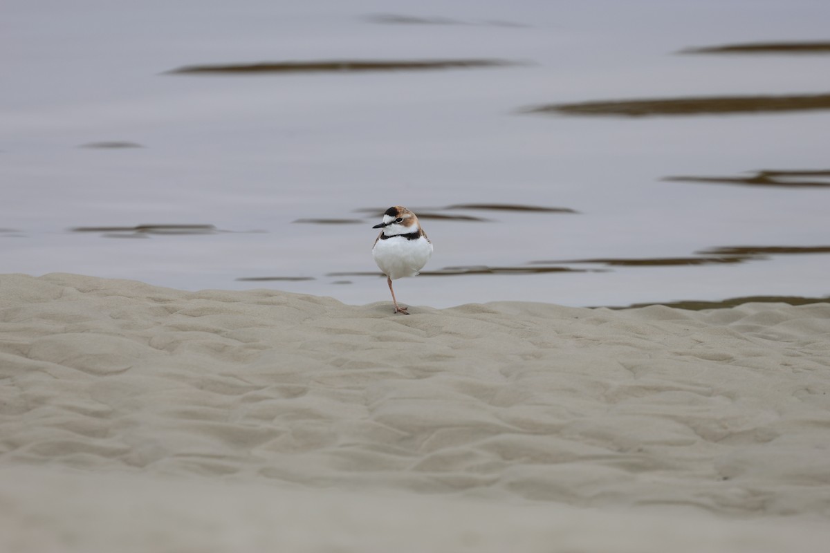 Collared Plover - ML619398195