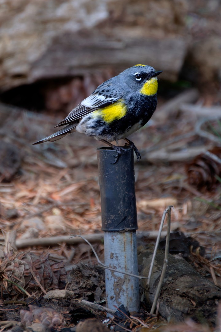 Yellow-rumped Warbler (Audubon's) - ML619398198