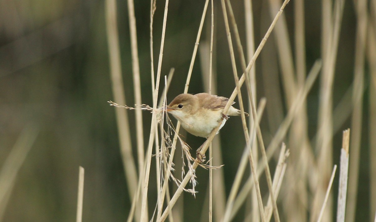 Common Reed Warbler - ML619398252