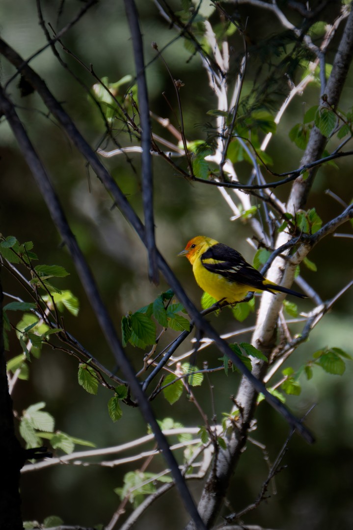 Western Tanager - ML619398326