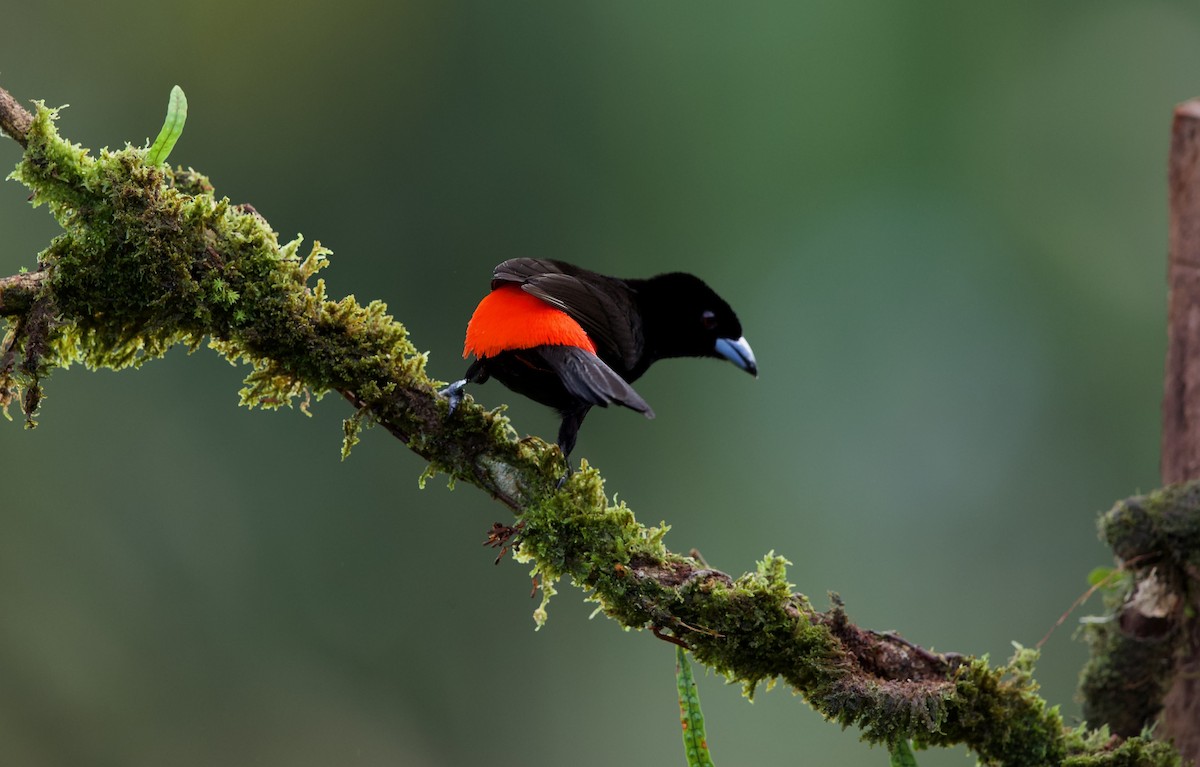 Scarlet-rumped Tanager (Passerini's) - ML619398370