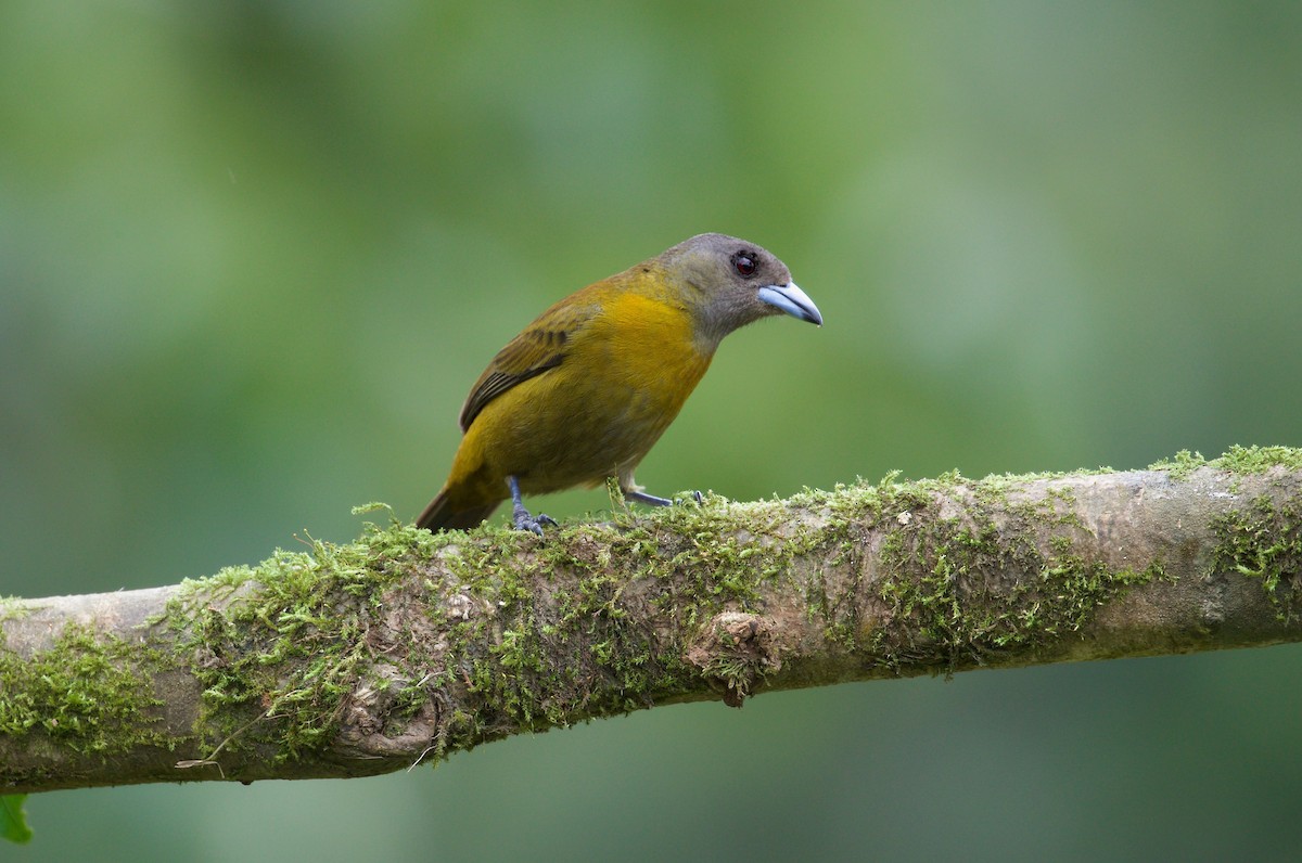Scarlet-rumped Tanager (Passerini's) - ML619398371