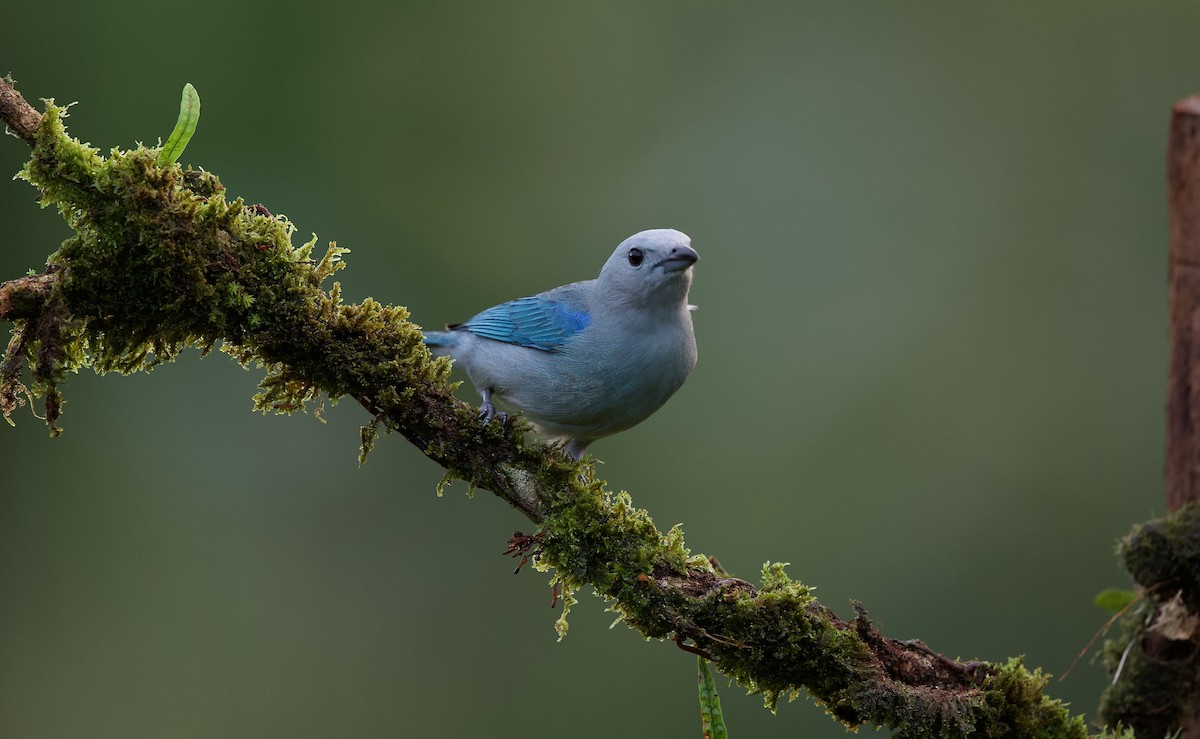 Blue-gray Tanager - ML619398397