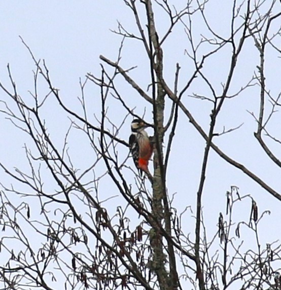White-backed Woodpecker - ML619398443