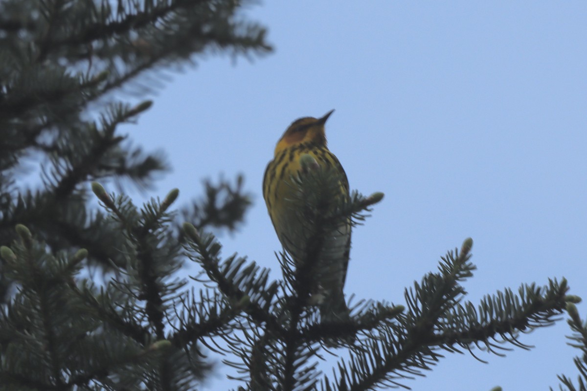 Cape May Warbler - ML619398462
