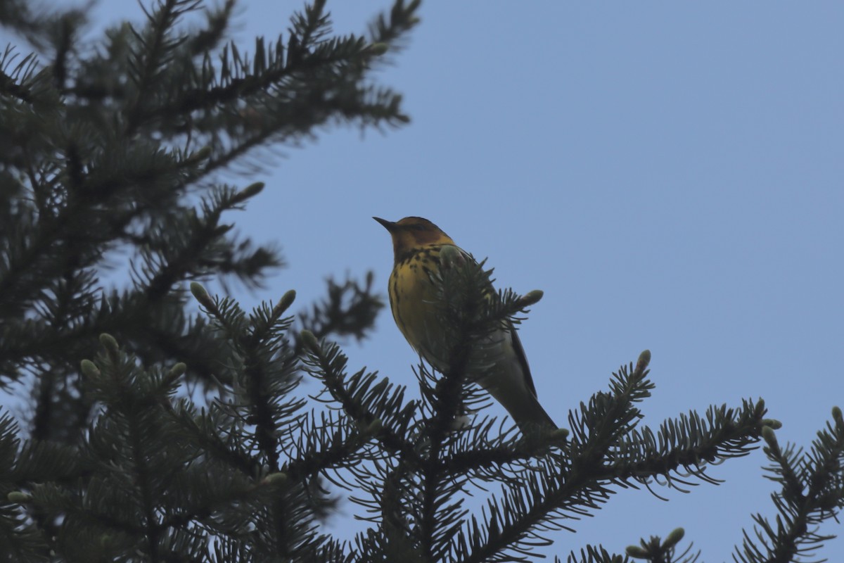 Cape May Warbler - ML619398463