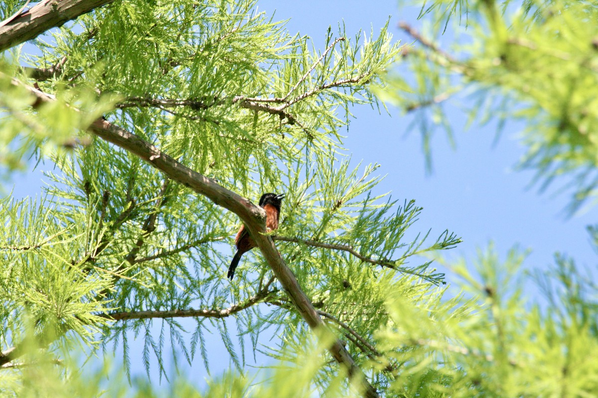 Orchard Oriole - ML619398487