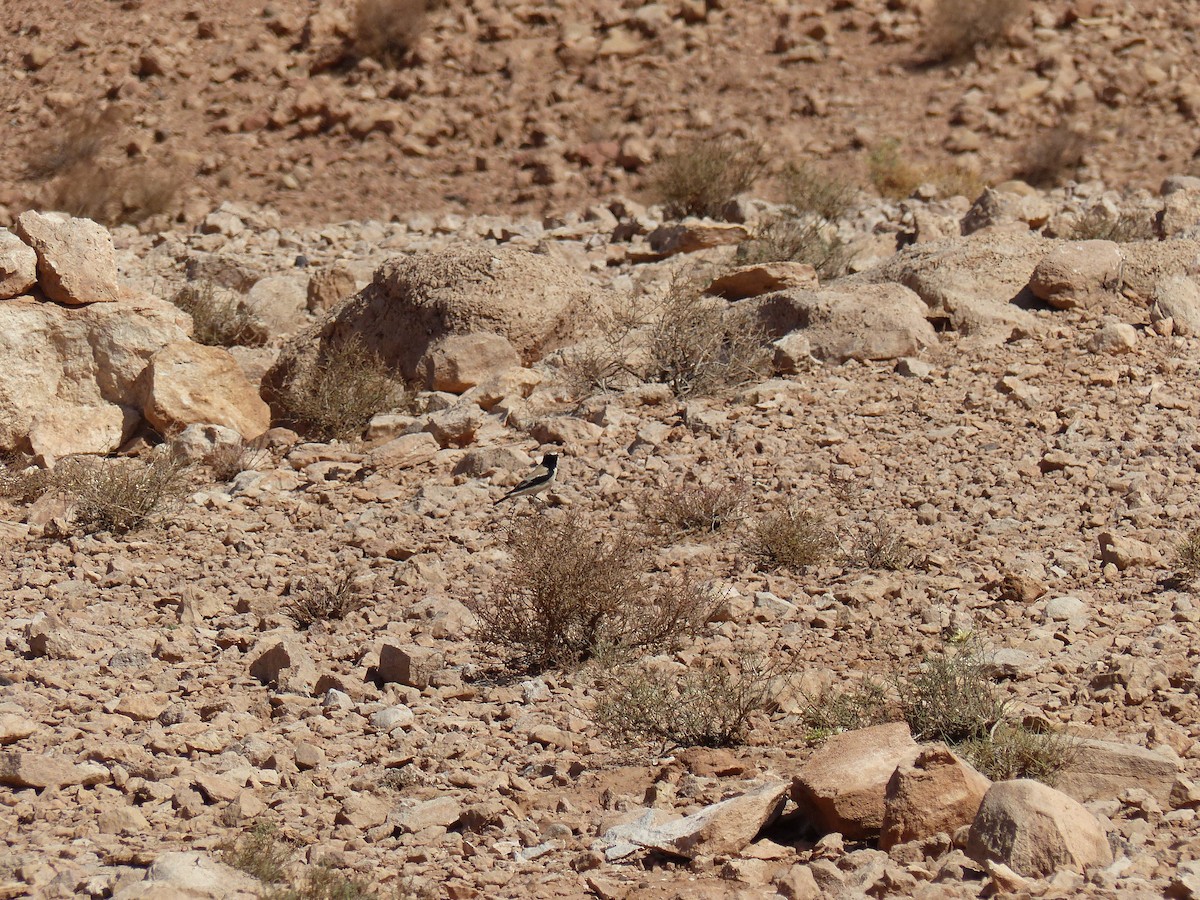 Desert Wheatear - ML619398491