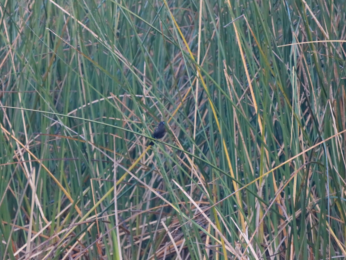 Yellow-winged Blackbird - ML619398510