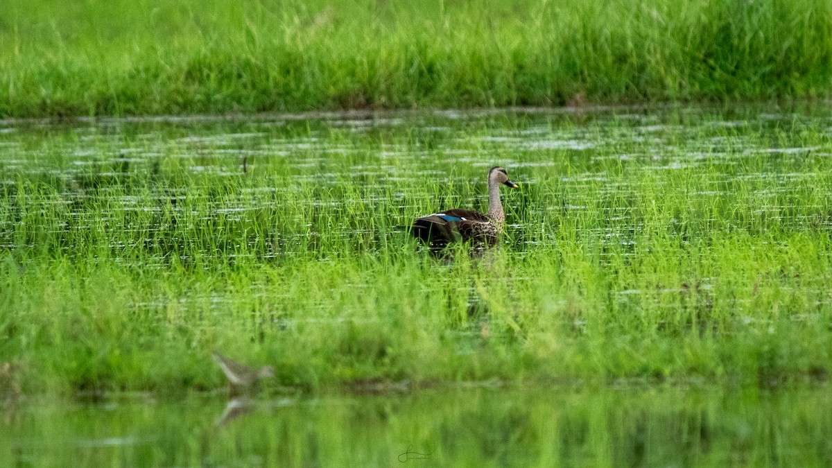 Indian Spot-billed Duck - ML619398536