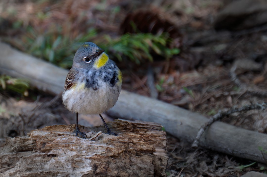 Yellow-rumped Warbler (Audubon's) - ML619398546