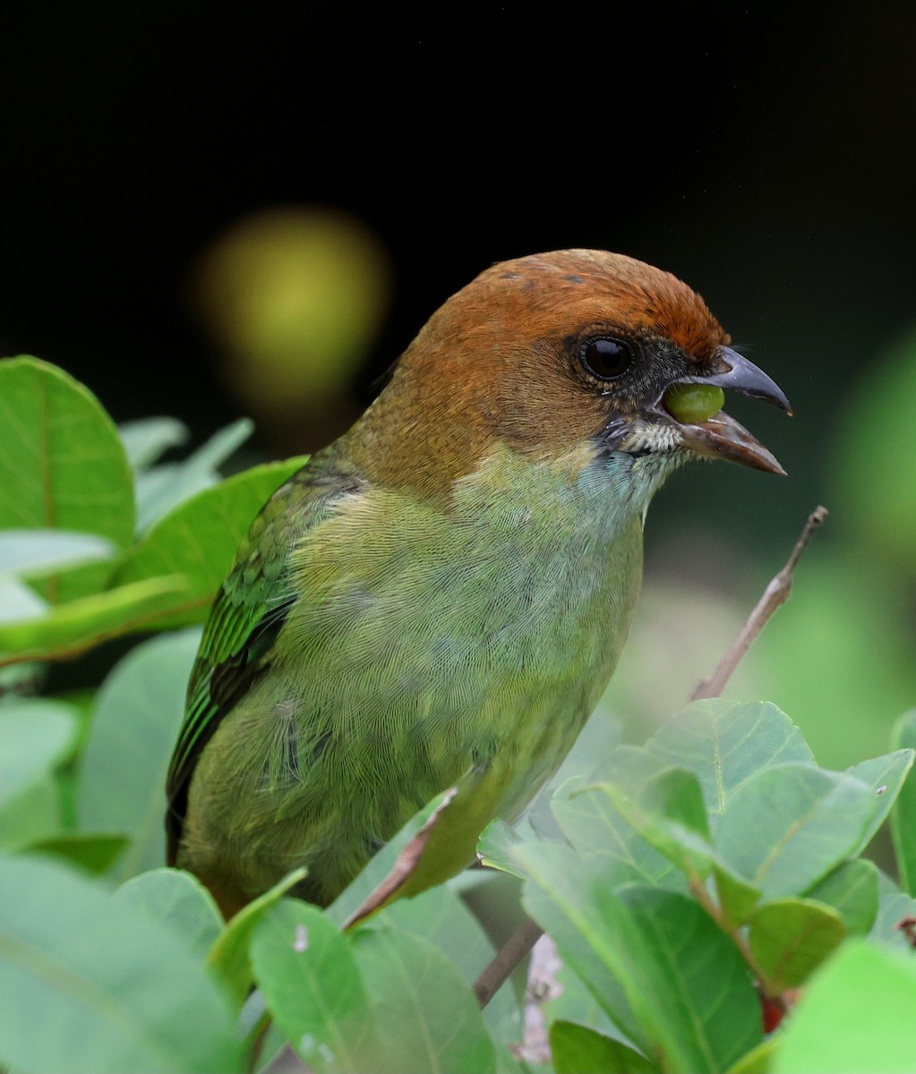 Black-backed Tanager - ML619398620