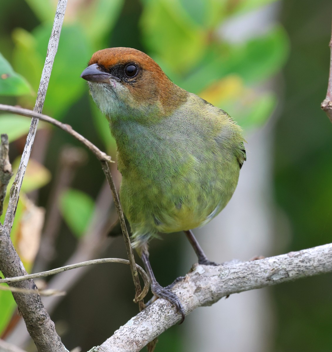 Black-backed Tanager - ML619398622