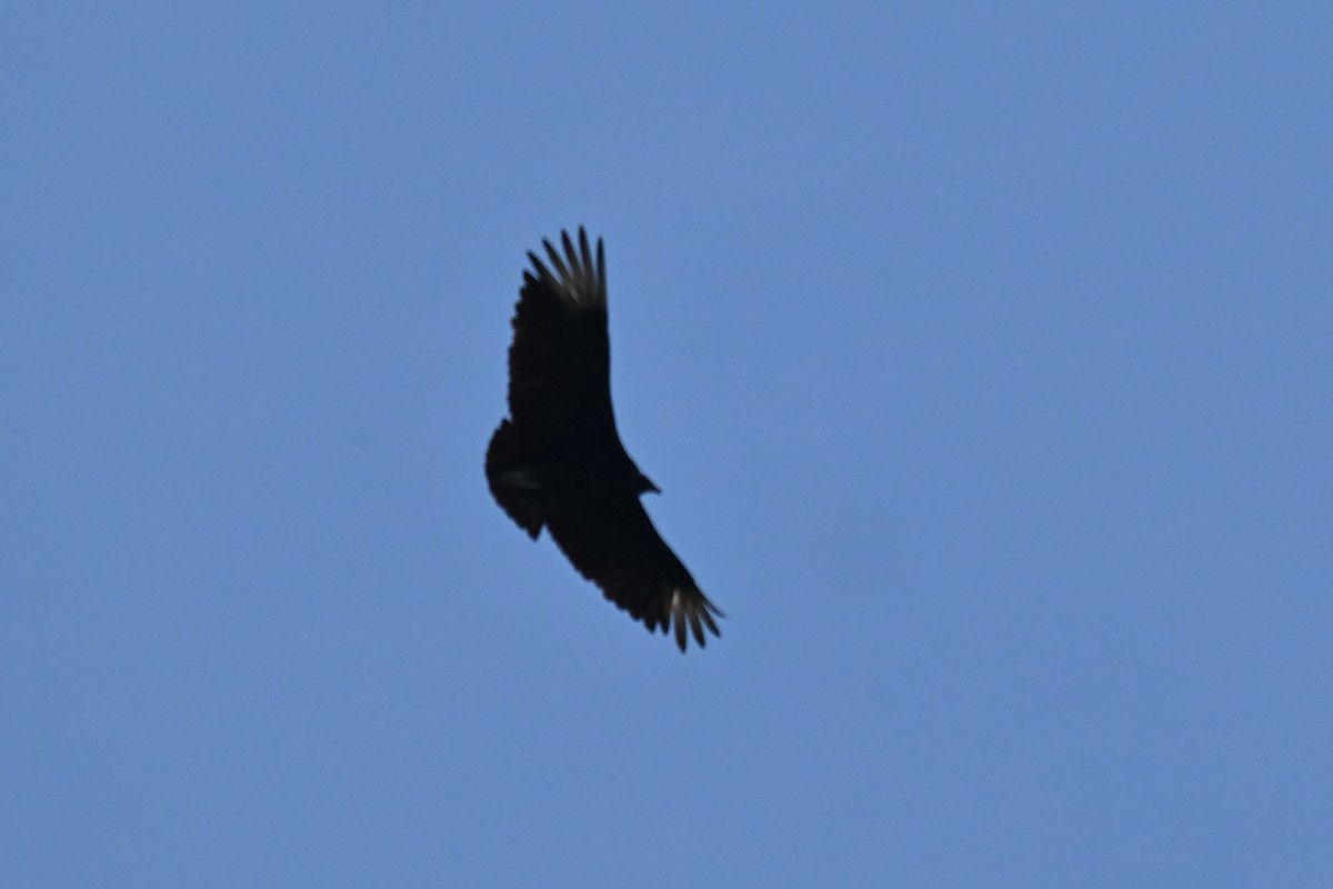 Black Vulture - ML619398645