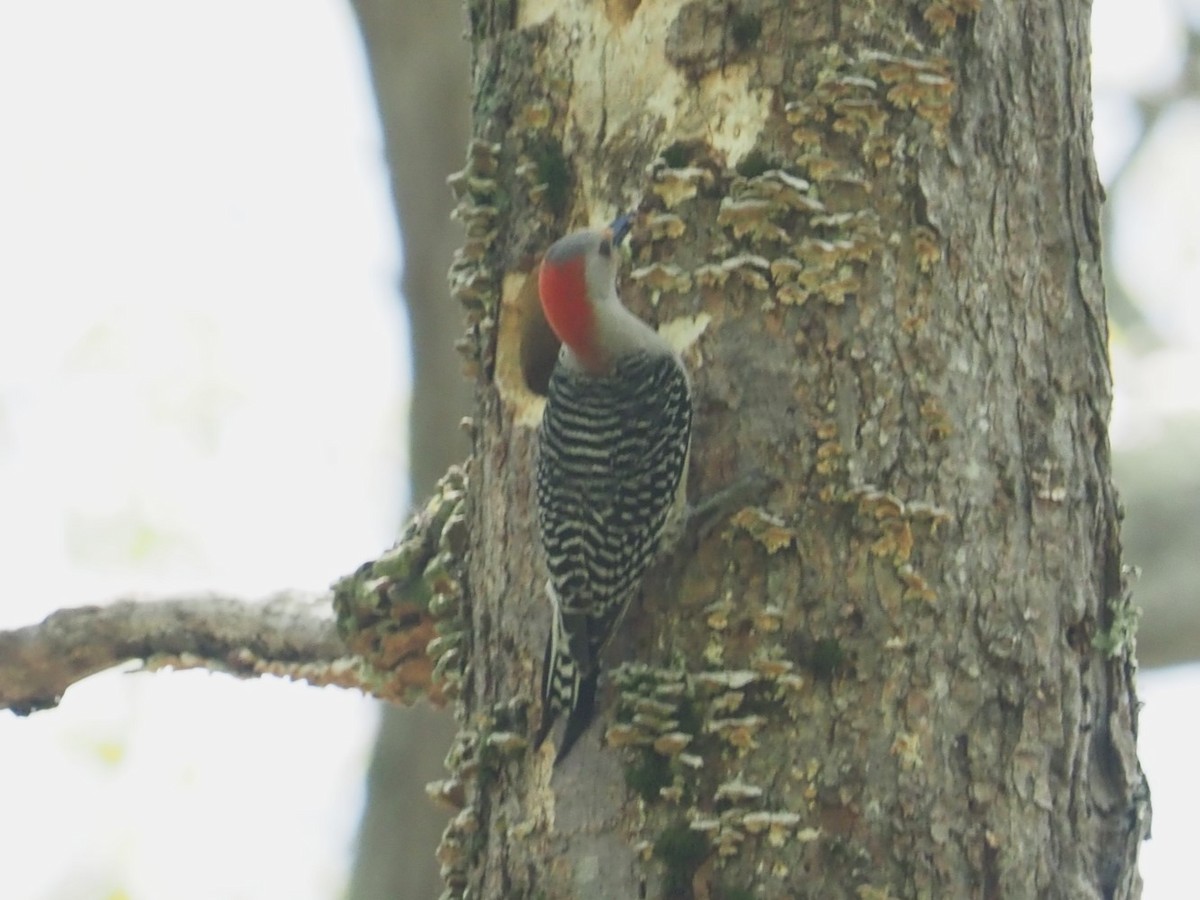 Red-bellied Woodpecker - ML619398662