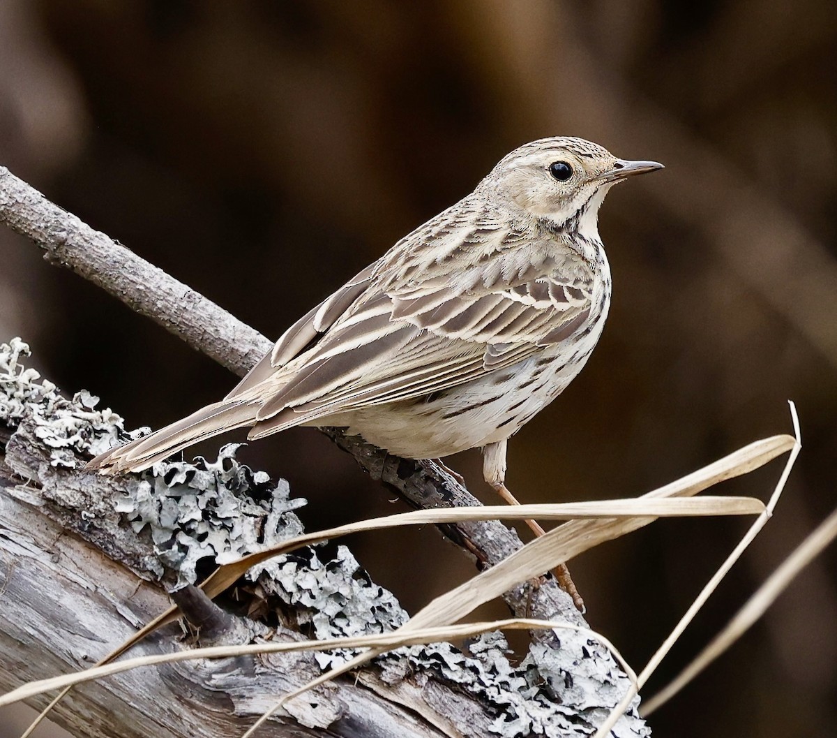 Meadow Pipit - ML619398677