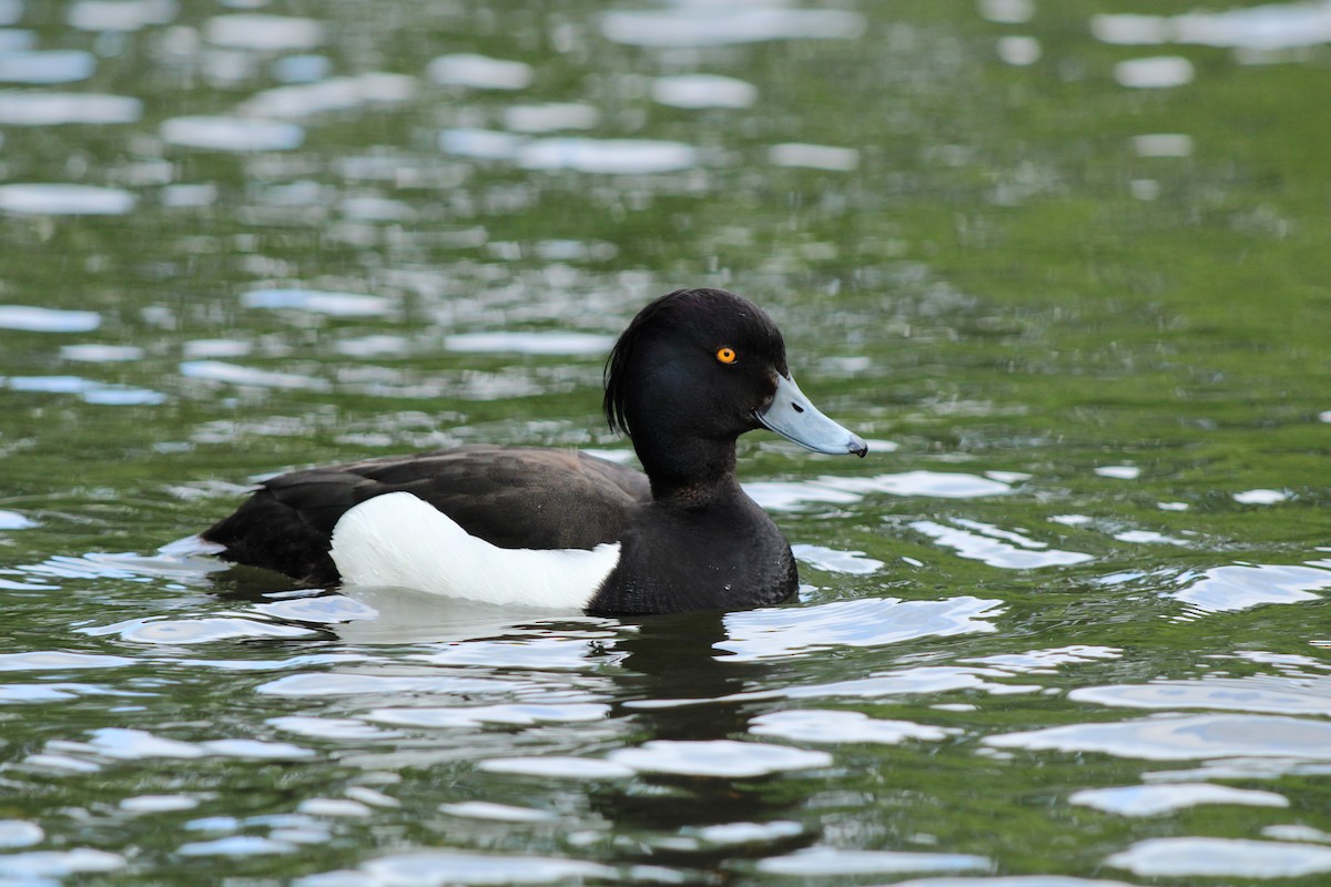 Tufted Duck - ML619398681