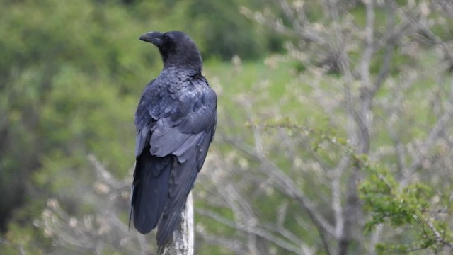 Common Raven - ML619398688