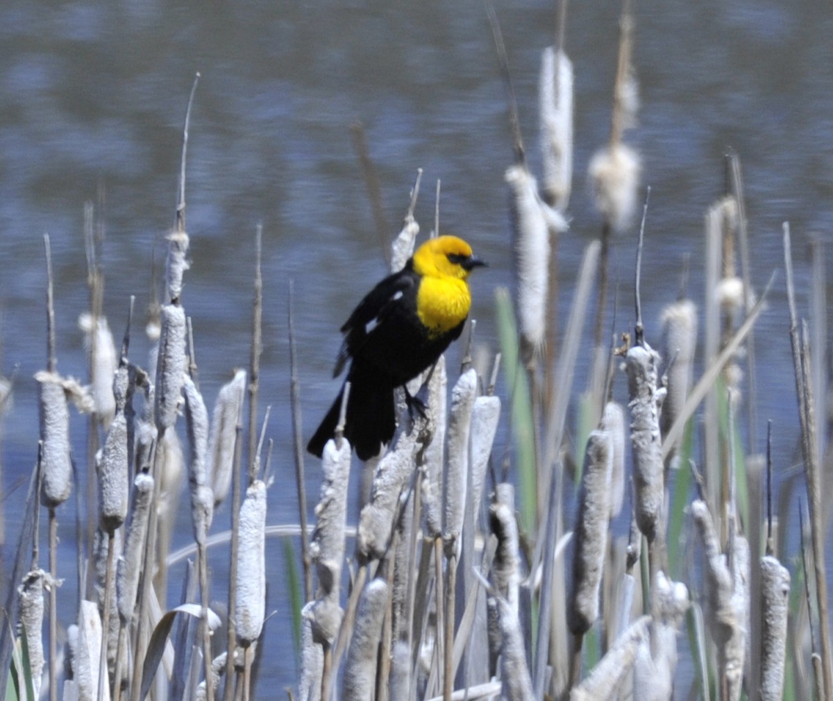 Yellow-headed Blackbird - ML619398712