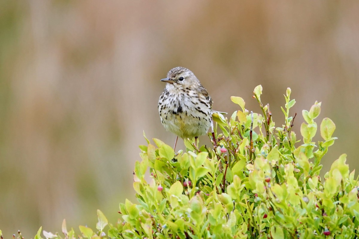 Meadow Pipit - ML619398715