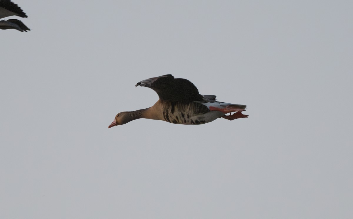 Greater White-fronted Goose - ML619398738