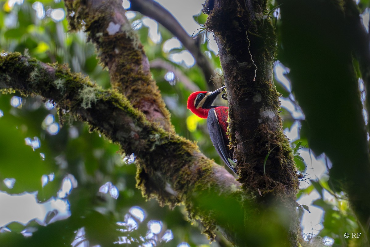 Crimson-bellied Woodpecker - ML619398763