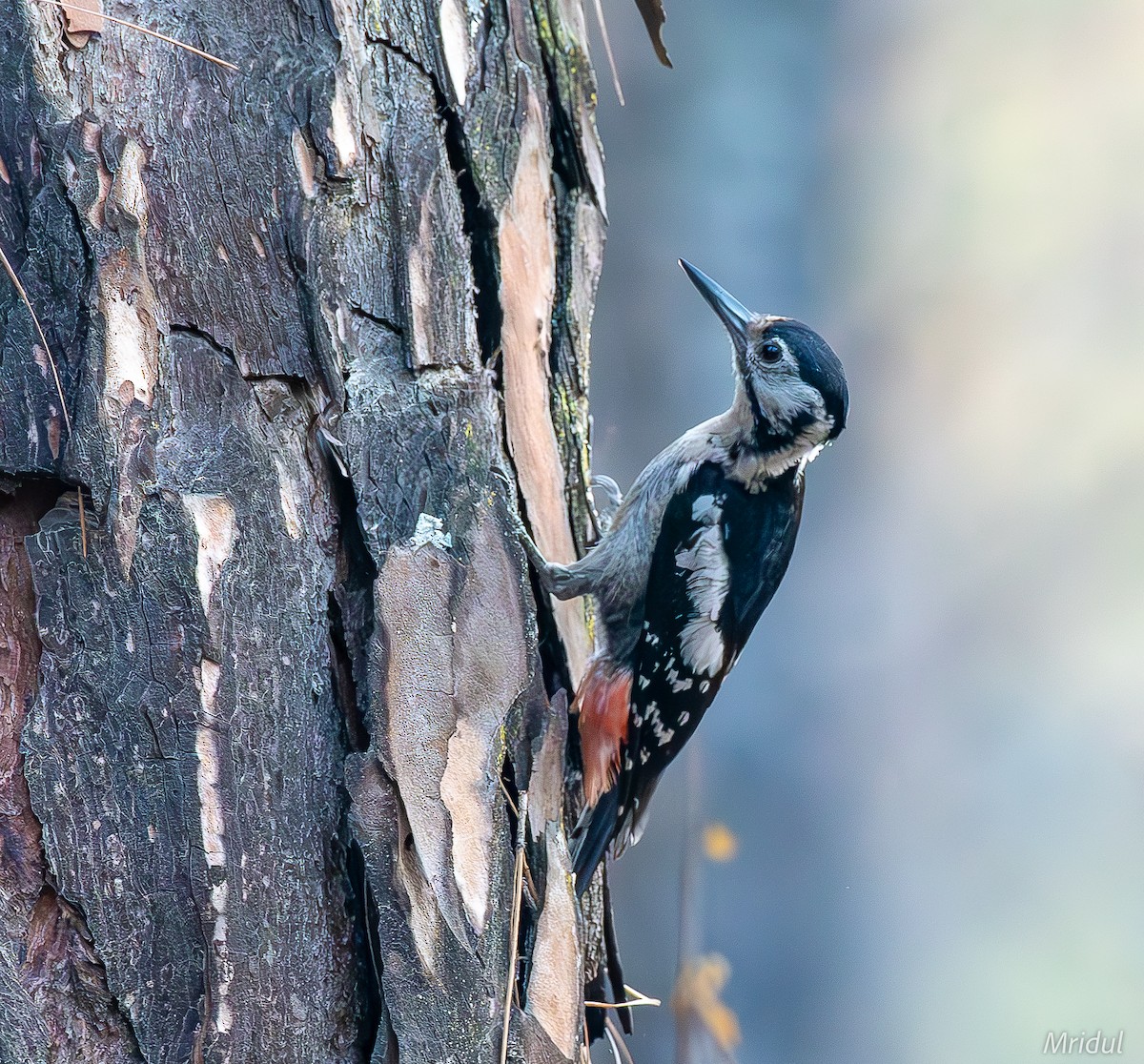 Himalayan Woodpecker - ML619398800