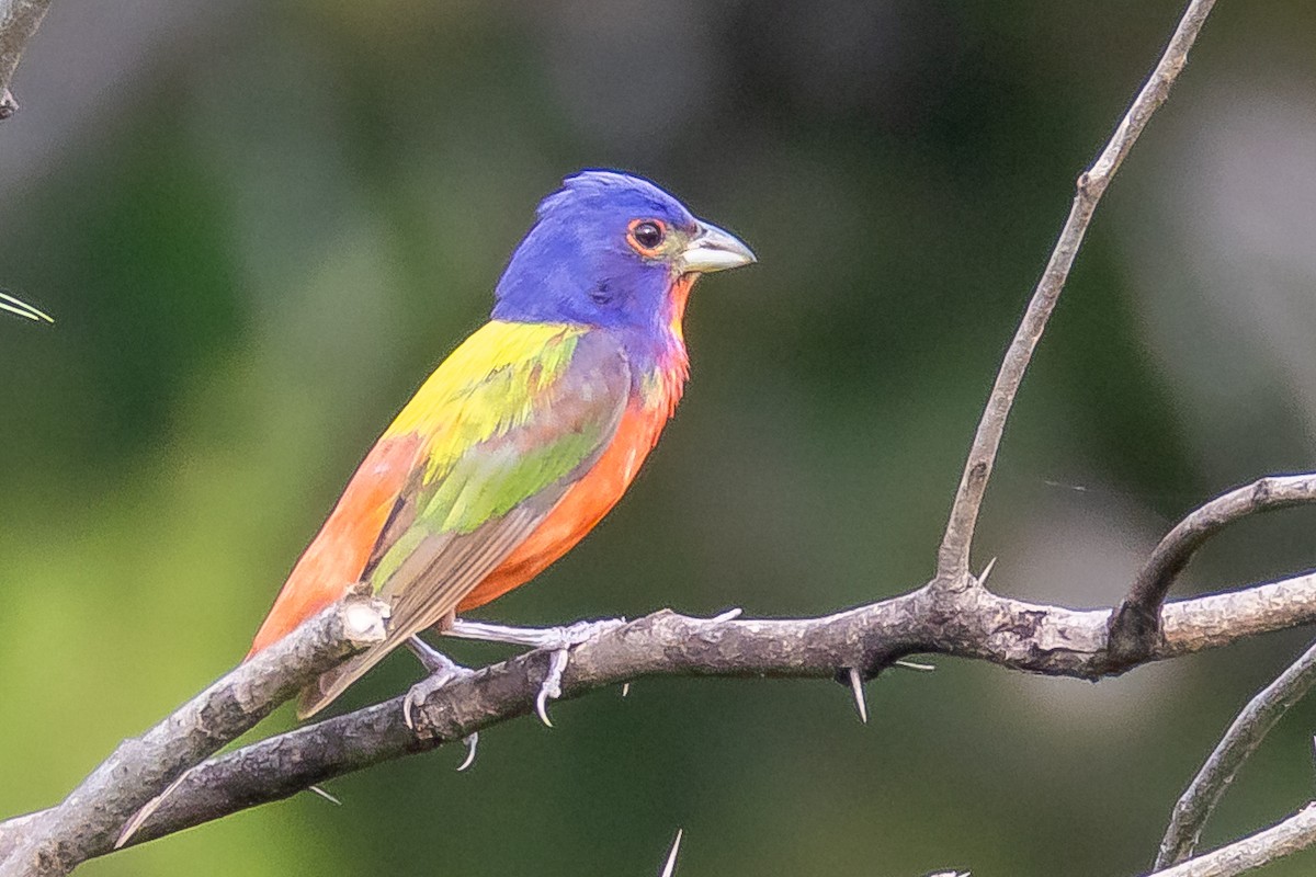 Painted Bunting - ML619398832