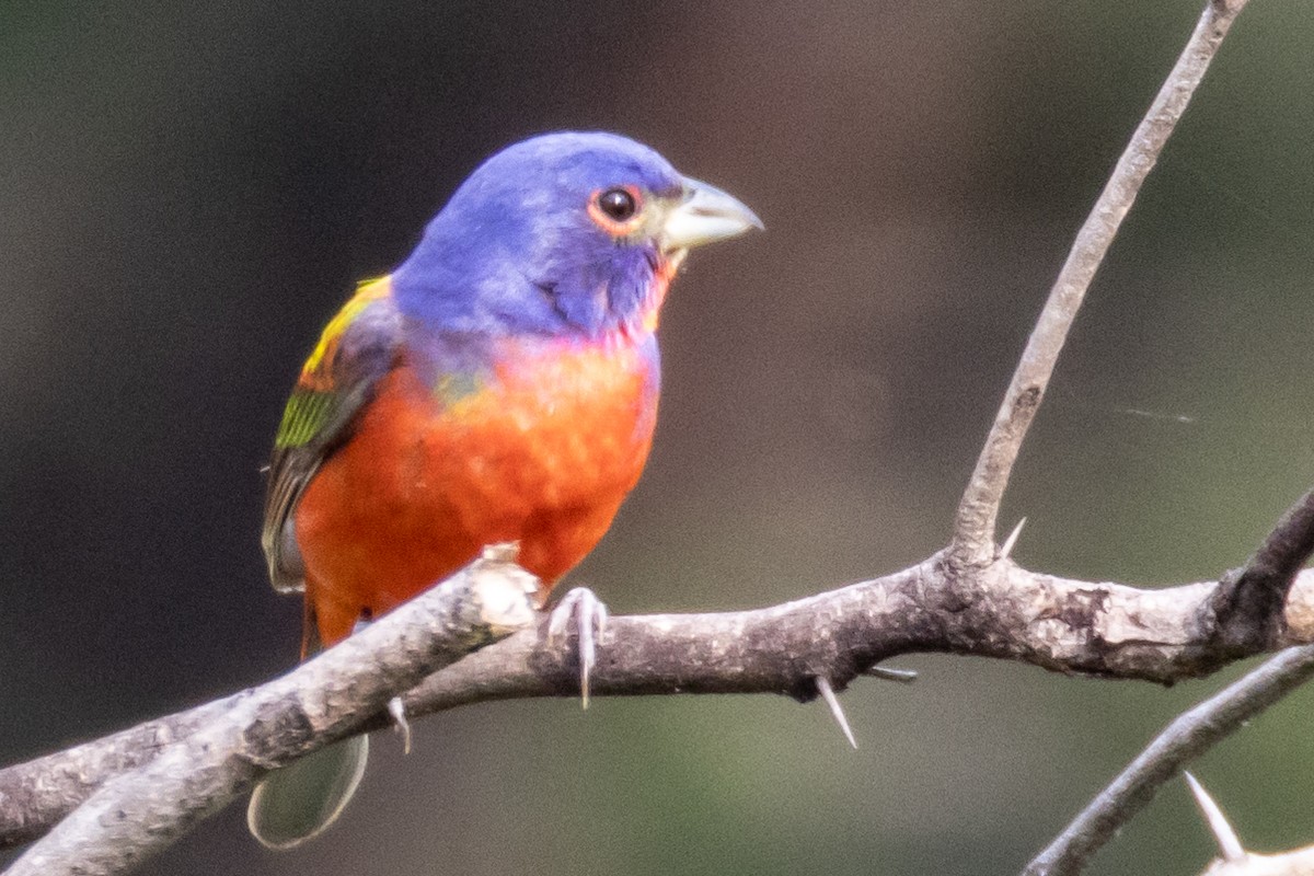 Painted Bunting - ML619398833