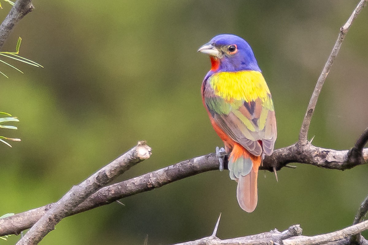 Painted Bunting - ML619398834