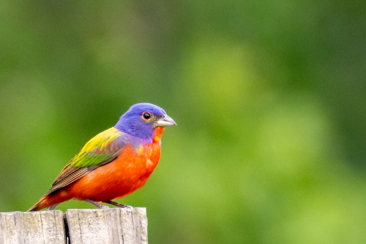 Painted Bunting - ML619398835
