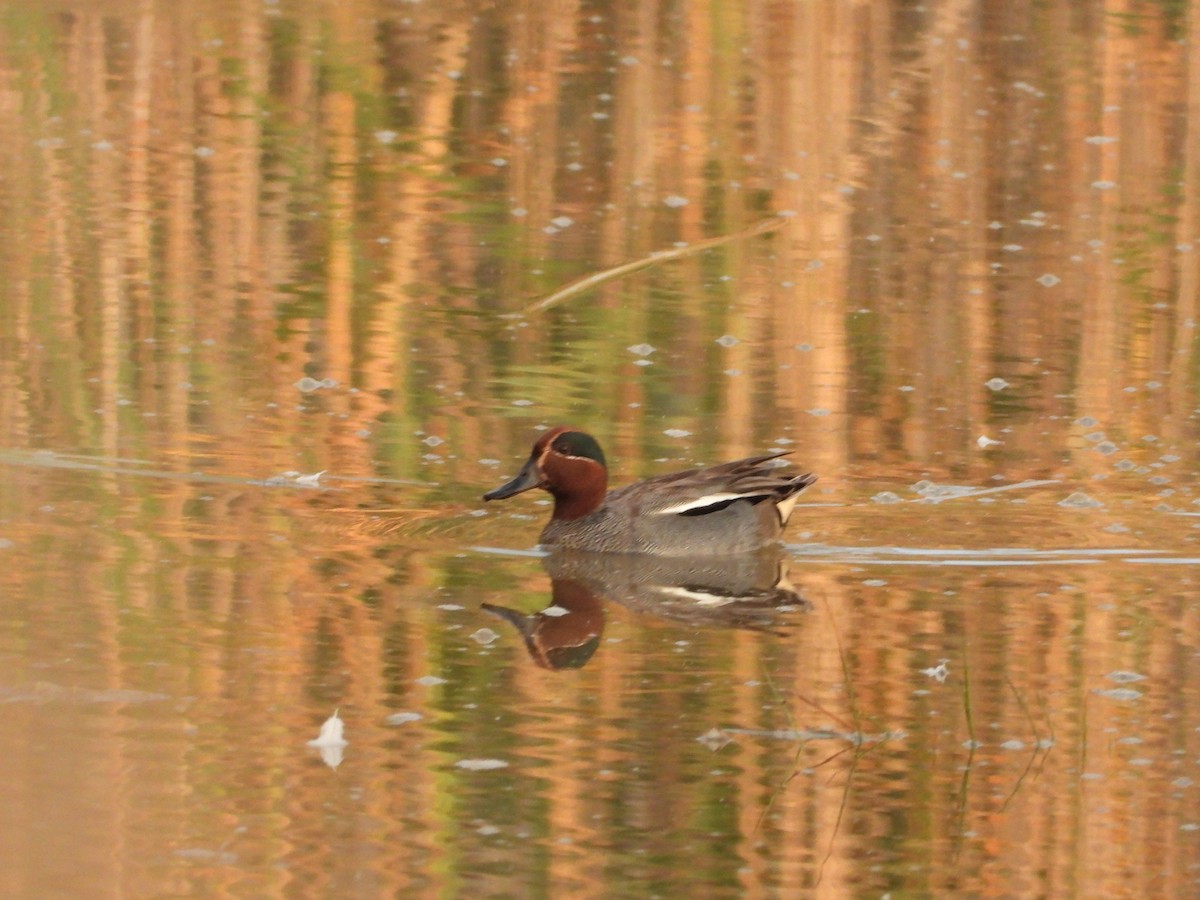 Green-winged Teal - ML619398918