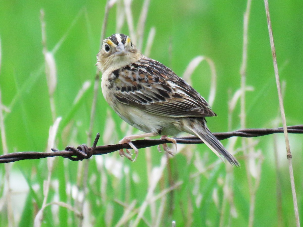 Grasshopper Sparrow - ML619398935