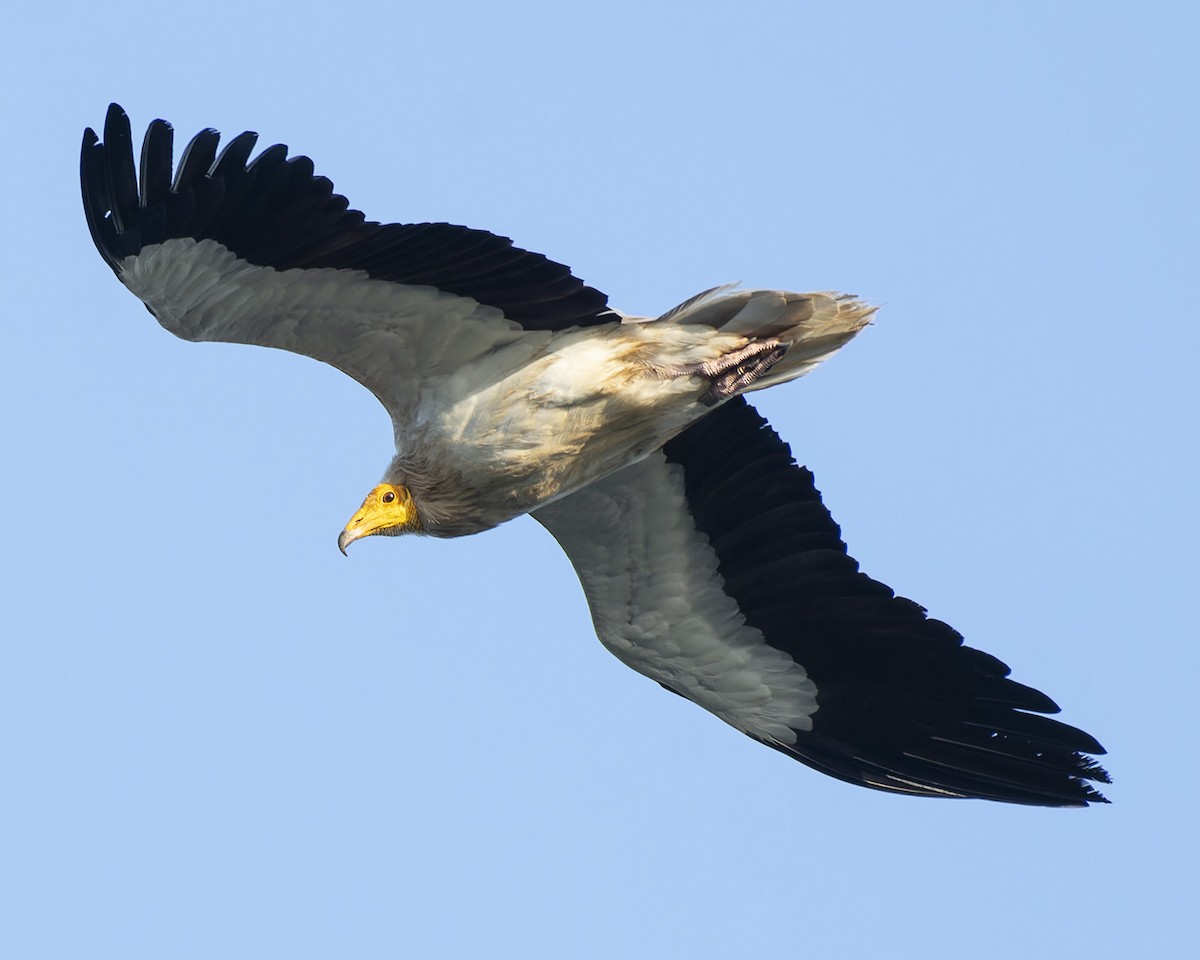 Egyptian Vulture - ML619398939