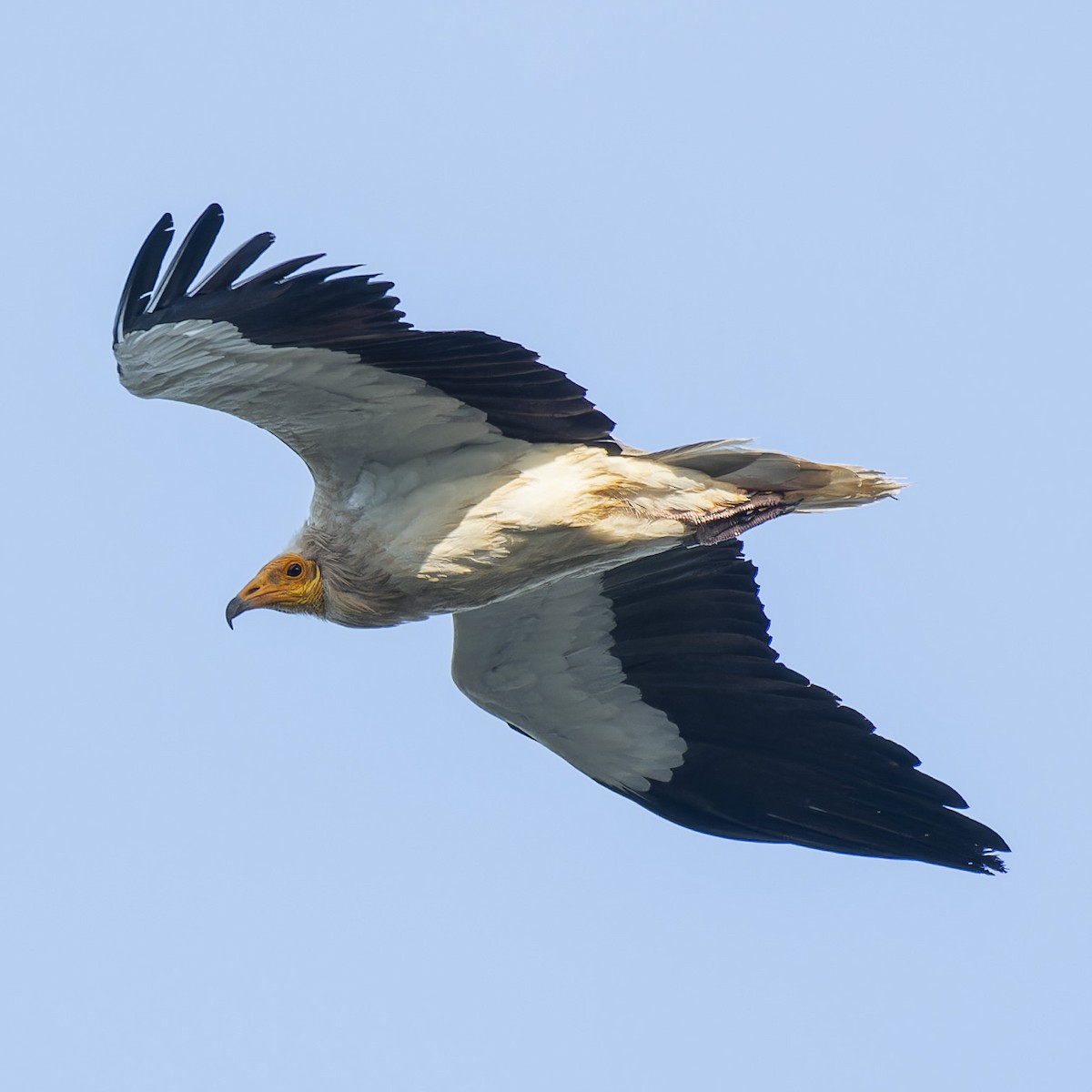 Egyptian Vulture - ML619398940